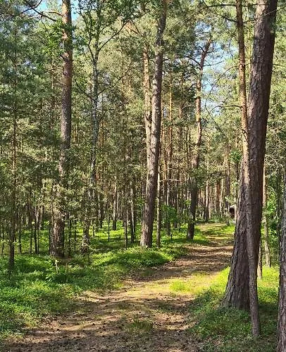 Domek Wilga וילגה